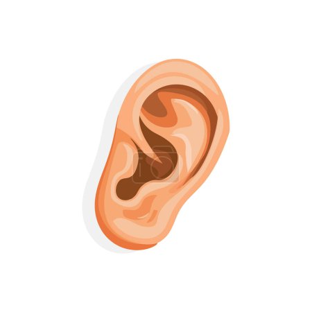 Anatomía realista del oído humano. Diseño de ilustración vectorial.