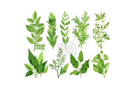 Collection d'herbes culinaires vertes fraîches. Illustration vectorielle.