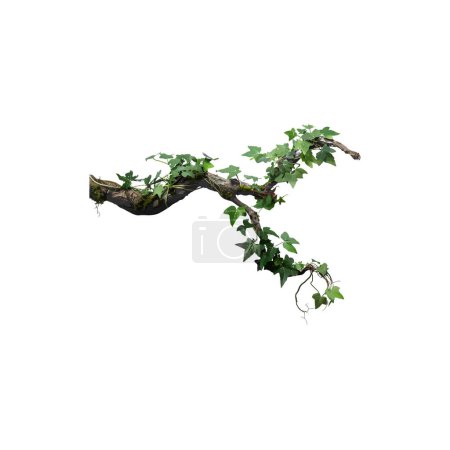 Branche d'arbre isolé avec feuilles de lierre vert. Illustration vectorielle.