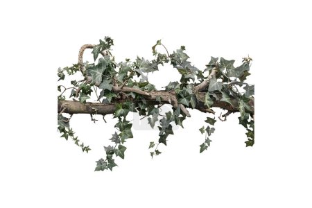 Natural Tree Branch with Ivy on Isolated Background. Vector illustration design.