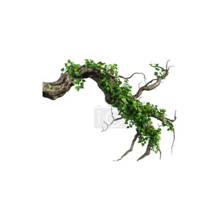 Branche d'arbre sinueuse avec feuilles de lierre luxuriantes isolées. Illustration vectorielle.