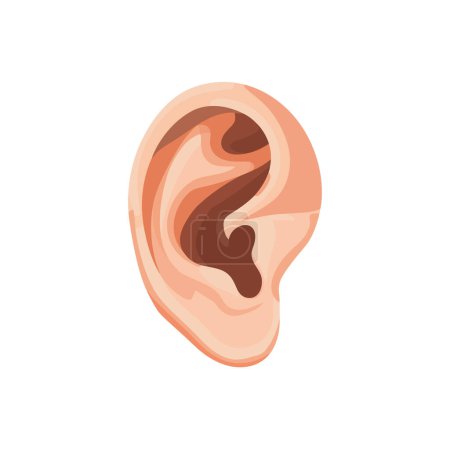 Detailed Human Ear. Vector illustration design.