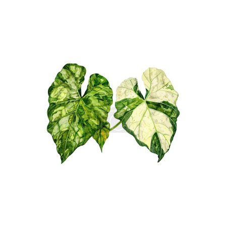 Two Variegated Tropical Alocasia Leaves Isolated. Vector illustration design.