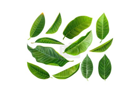 Feuilles de mangue vertes luxuriantes disposées artistiquement. Illustration vectorielle.