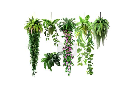 Illustration for Assorted Hanging Indoor Plants with Lush Foliage. Vector illustration design. - Royalty Free Image