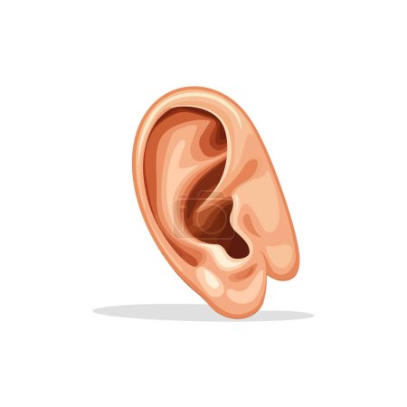 Illustration détaillée d'une oreille humaine. Illustration vectorielle.