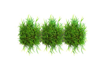 Three Bushy Green Grass Tufts. Vector illustration design.