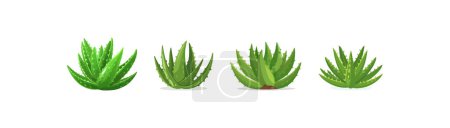 Aloe Vera Plants. Vector illustration design.