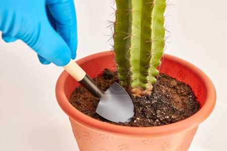 The soil of the cactus is loosened with a small metal shovel.