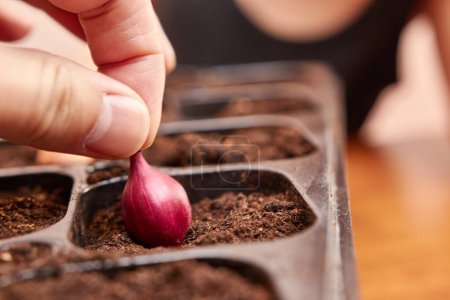 Foto de Onions are planted in a tray. The concept of gardening and horticulture. - Imagen libre de derechos