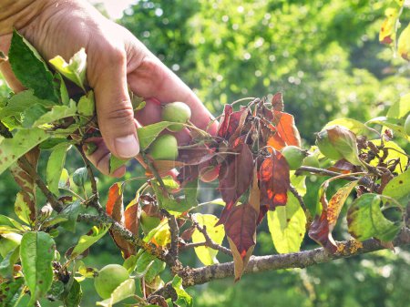 Ein Bauer untersucht die trockenen Blätter eines Apfelbaums. Gartenarbeit. Krankheiten und Schädlinge an Apfelbäumen.
