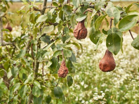 Téléchargez les photos : Un jardinier examine des poires pourries sur un arbre. Perte de culture de poires. - en image libre de droit