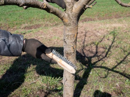 Der Stamm eines Obstbaums wird mit einer Metallbürste von alter Rinde gesäubert. Gartenarbeit. Frühjahrspflege.