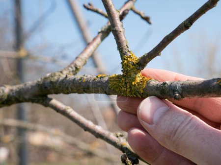 Les branches de l'arbre fruitier sont nettoyées des lichens. Jardinage. Entretien jardin de printemps.
