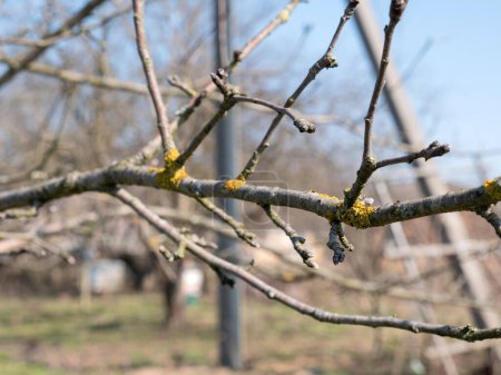 Las ramas del árbol frutal se limpian de líquenes. Jardinería. Jardín de primavera cuidado.