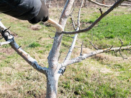 Aufhellung eines Obstbaums mit einer Mischung aus Linde. Gartenarbeit. Frühjahrspflege.