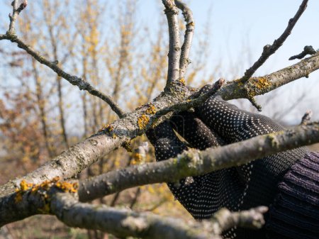 Les branches de l'arbre fruitier sont nettoyées des lichens. Jardinage. Entretien jardin de printemps.