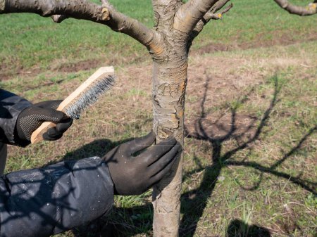 Der Stamm eines Obstbaums wird mit einer Metallbürste von alter Rinde gesäubert. Gartenarbeit. Frühjahrspflege.
