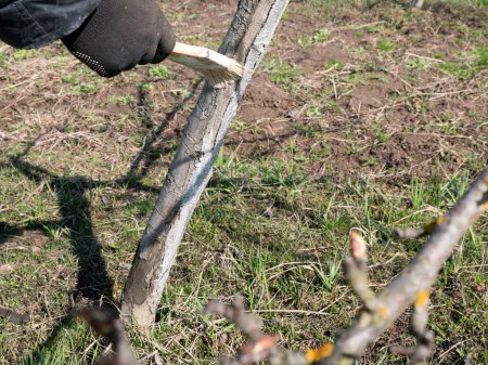 Whitening of a fruit tree with a mixture of lime. Gardening. Spring garden care.
