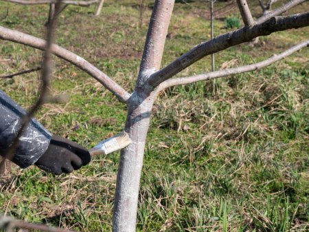 Foto de Blanqueamiento de un árbol frutal con una mezcla de lima. Jardinería. Jardín de primavera cuidado. - Imagen libre de derechos