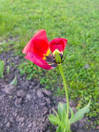 Un tulipán rojo con pétalos parcialmente caídos crece en el macizo de flores.