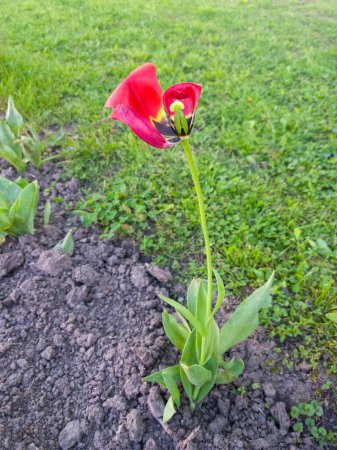 A red tulip with partially fallen petals grows on the flower bed.