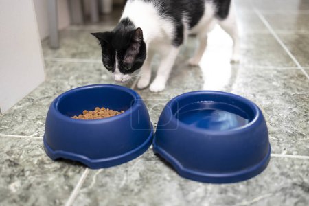 Téléchargez les photos : Un sympathique chat tacheté noir et blanc regarde attentivement la nourriture dans l'un des bols bleus sur le sol. - en image libre de droit