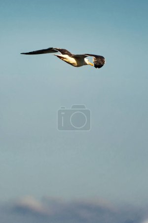 Photo for Close up of a seagull in profile in full flight in the blue summer sky with clouds - Royalty Free Image