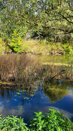 Téléchargez les photos : Un grand étang entouré d'arbres et de plantes. Camping. Paysage d'automne. Espace de copie - en image libre de droit