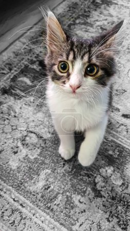 Photo for Gray fluffy domestic kitten with yellow-green eyes. Pets. Copy space - Royalty Free Image