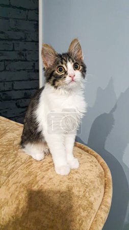 Photo for Gray fluffy domestic kitten with yellow-green eyes. Pets. Copy space - Royalty Free Image