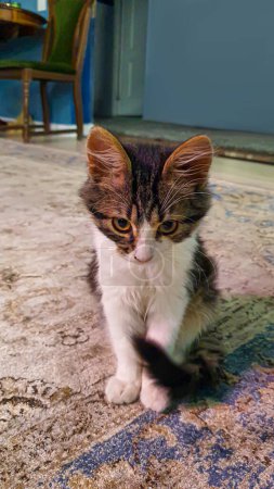 Foto de Gatito doméstico gris esponjoso con ojos amarillo-verdes. Mascotas. Copiar espacio - Imagen libre de derechos