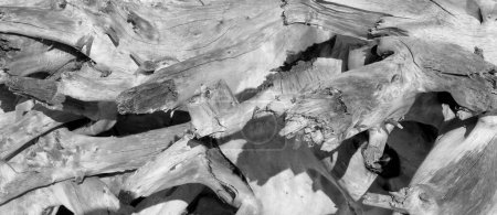Foto de Patrones en madera de deriva varada en blanco y negro - Imagen libre de derechos