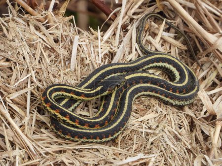 Garter snake basking in the sunshine on dry weeds
