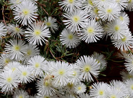 Photo for Screen full of Trailing Ice Plants from family of Dewplants - Royalty Free Image