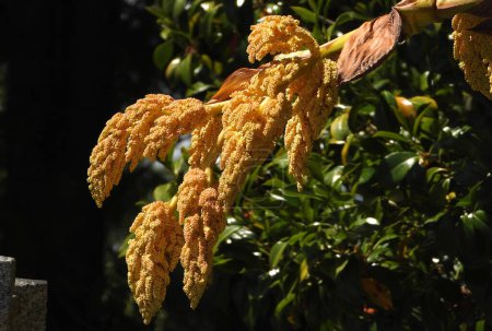 Téléchargez les photos : Fleur de palmier moulin à vent chinois - en image libre de droit