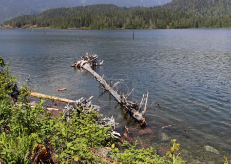 Foto de Árbol tronco de madera a la deriva en la orilla del lago - Imagen libre de derechos