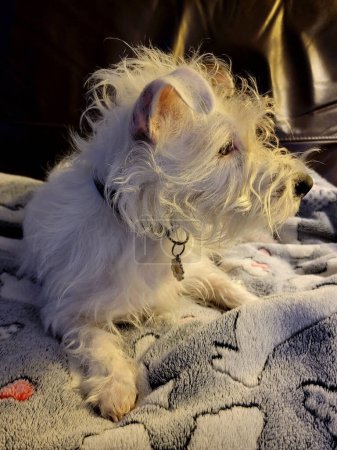 Téléchargez les photos : Portrait de chien poilu blanc mignon schnauzer - en image libre de droit