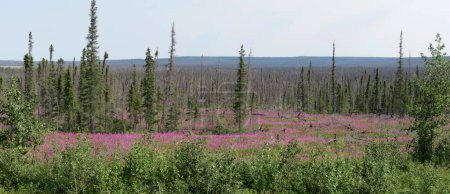 Fleurs printanières dans la toundra des Territoires du Nord-Ouest