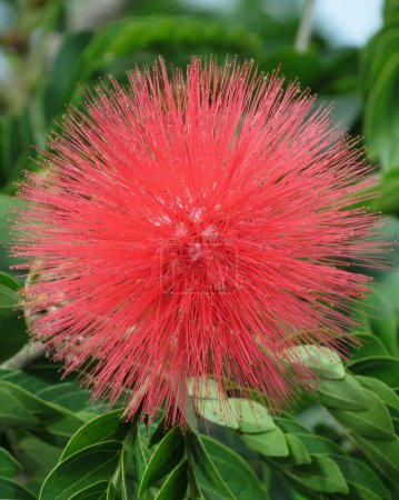 Flower of Red Powderpuff from family of Powder Puff plants                               