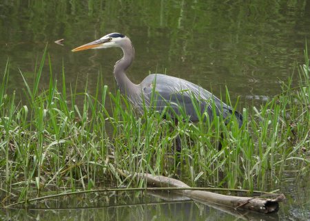 Photo for Hunting green waters gra(e)y heron - Royalty Free Image