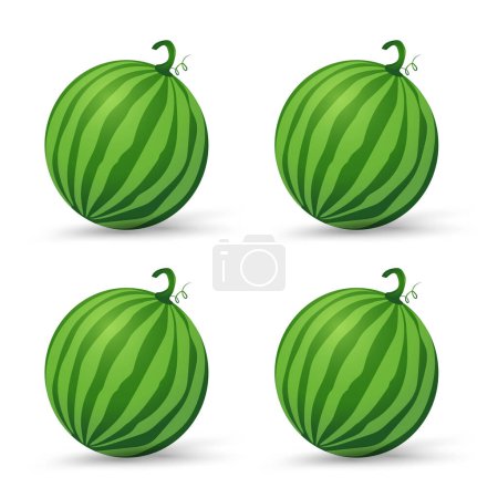 Illustration for Groups of Fresh Watermelons organic fruit, Green organic watermelon vector illustration in flat design isolated on white background - Royalty Free Image