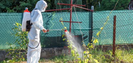 The gardener in a protective suit, in a mask and glasses, with the help of a professional sprayer, treats the leaves of young grapes with insecticides and fungicides from pests mildiu, oidium and others. Summer re-treatment of young seedlings. Panora
