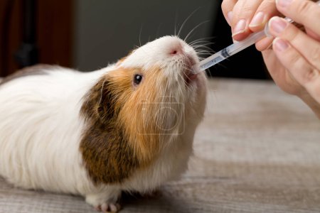 Veterinarian in the clinic gives guinea pig vitamins from syringe. Close-up