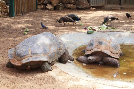 Photo for RAMAT GAN, ISRAEL - SEPTEMBER 25, 2017: These are two Aldabra giant tortoises in a safari park. - Royalty Free Image