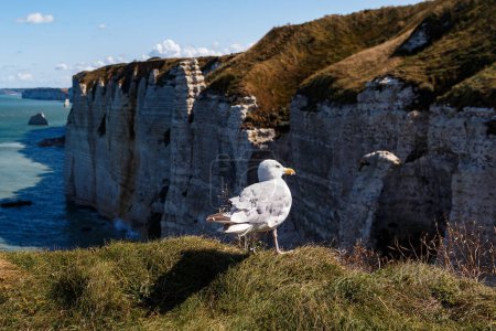 Photo for This is a seagull on top of a rocky sea coast. - Royalty Free Image