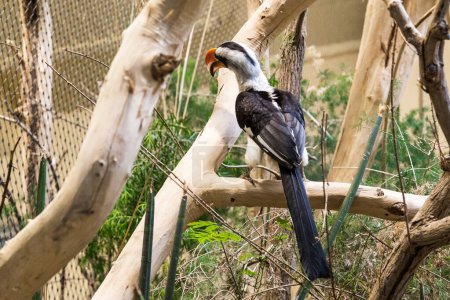Dies ist ein Toko-Vogel auf einem Zweig der geschlossenen Voliere des Zoos.