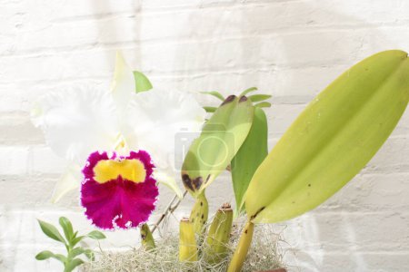 Photo for Beautiful Tropical Orchid In Bloom.. - Royalty Free Image