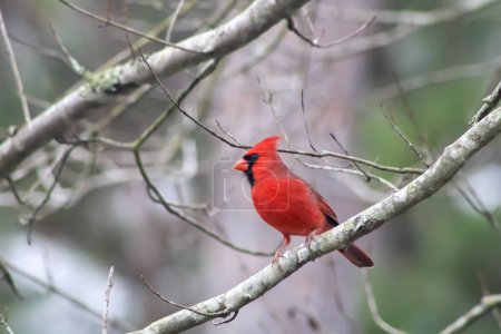 Photo for Red cardinal in spring closeup - Royalty Free Image