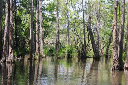 Landscape Of The Pearl River On The Honey Island Swamp Boat Tour. 